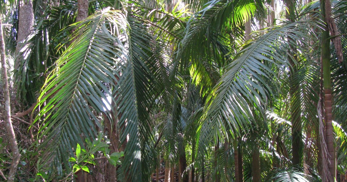 The Palms National Park | Southern Queensland Country